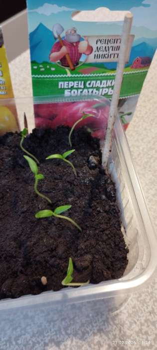 Фотография покупателя товара Набор семян с лунным календарем садовода 2026 «Рецепты дедушки Никиты», 1 шт. - Фото 3