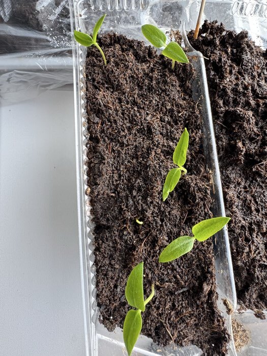 Фотография покупателя товара Семена Перец сладкий «Мегатон Красный F1», 12 шт., «Уральский дачник» - Фото 3