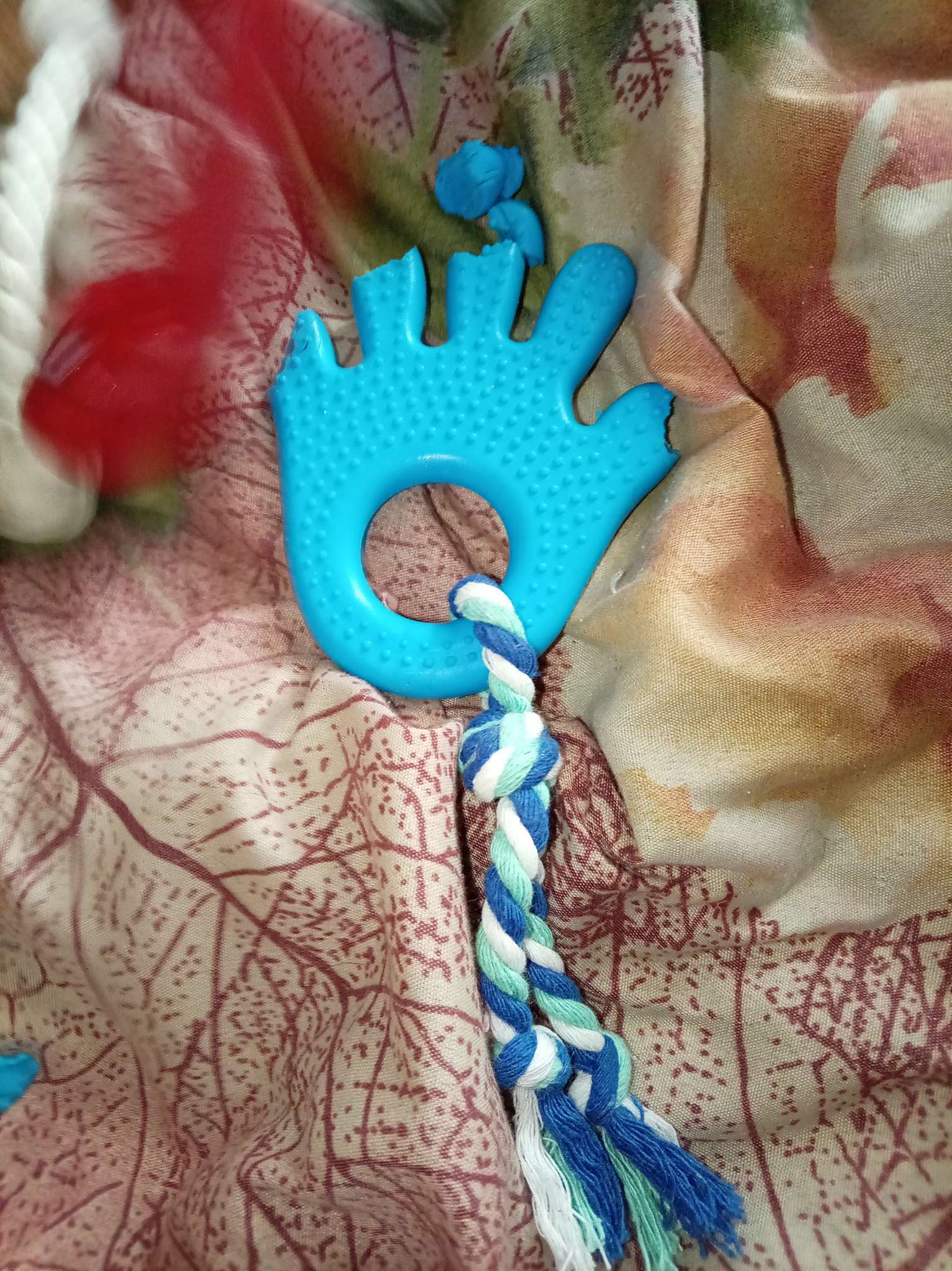 Фотография покупателя товара Игрушка жевательная для собак «Ладошка», 10 см, с канатом, салатовая - Фото 1