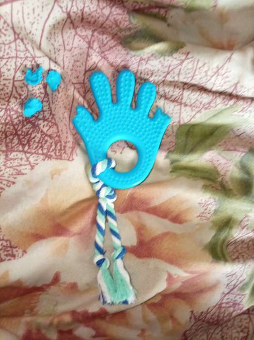 Фотография покупателя товара Игрушка жевательная для собак «Ладошка», 10 см, с канатом, салатовая - Фото 4