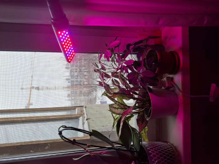 Фотография покупателя товара Фитолампа для растений Luazon Lighting, светодиодная, 8 Вт, E27, IP44, 220 В, 270°, биколорная - Фото 1