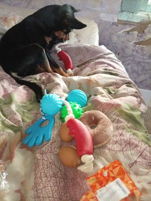 Фотография покупателя товара Игрушки для собак. Мячик с пищалкой «Жёлтый», d=6.5 см - Фото 2