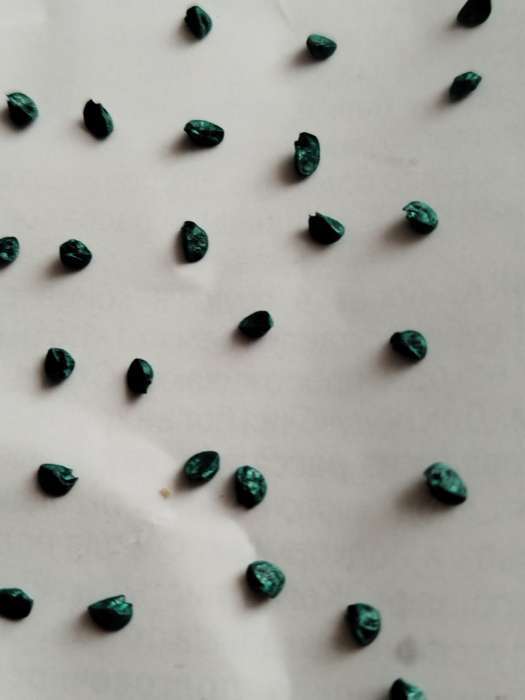 Фотография покупателя товара Семена Лук репчатый «Кэнди», F1, 0.2 г, «Золотая Сотка Алтая» - Фото 2