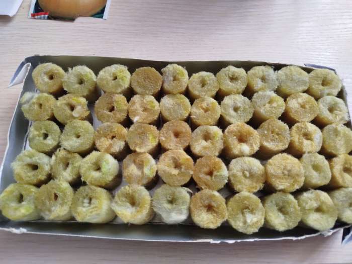 Фотография покупателя товара Пробка минераловатная «Эковер», для рассады, d=22 мм, h=28 мм, набор 100 шт. - Фото 2