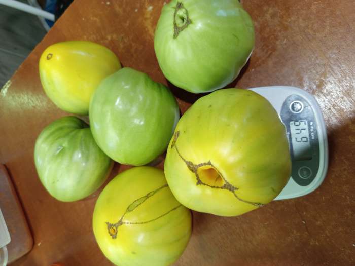 Фотография покупателя товара Семена Томат «Ваше Величество», среднеспелый, индетерминантный, высокорослый, 0.05 г, «Семена Алтая» - Фото 3