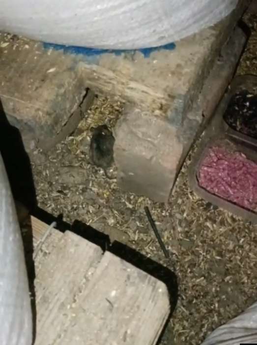 Фотография покупателя товара Средство от грызунов UNIQ 2 в1, высокоэффективная система, гель 150 г + гранулы 100 г - Фото 1