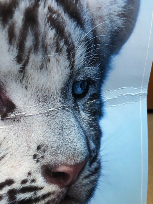Фотография покупателя товара Календарь перекидной на ригеле "Тигрята" 2022 год, 320х480 мм - Фото 1