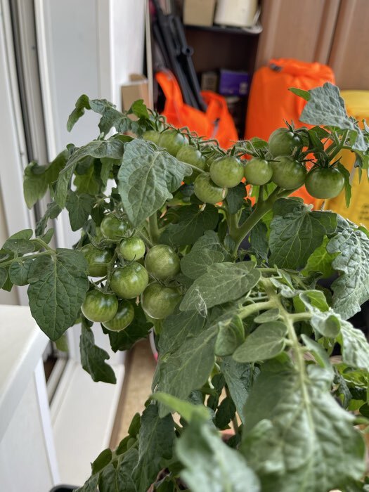 Фотография покупателя товара Семена Томат балконный «Балконное чудо», детерминантный, низкорослый, 20 шт., «Агрофирма АЭЛИТА» - Фото 1
