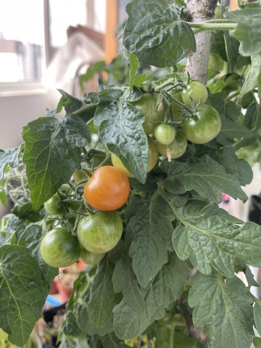 Фотография покупателя товара Семена Томат балконный «Балконное чудо», детерминантный, низкорослый, 20 шт., «Агрофирма АЭЛИТА» - Фото 3