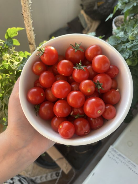 Фотография покупателя товара Семена Томат балконный «Балконное чудо», детерминантный, низкорослый, 20 шт., «Агрофирма АЭЛИТА» - Фото 2
