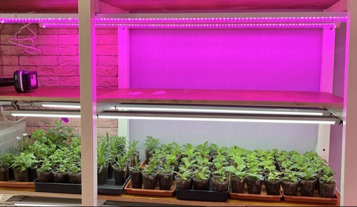 Фотография покупателя товара Фитосветильник светодиодный Luazon, 36 Вт, 1200 мм, IP40, 220 В, полноспектральный - Фото 4