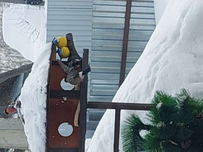 Фотография покупателя товара Подвесной декор "Снегири на ветке" 15х12х12см - Фото 9