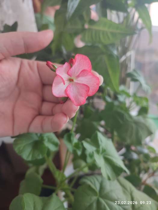 Фотография покупателя товара Семена цветов Пеларгония «Пинто Скарлет Стар», F1, 4 шт., «Агроуспех» - Фото 1