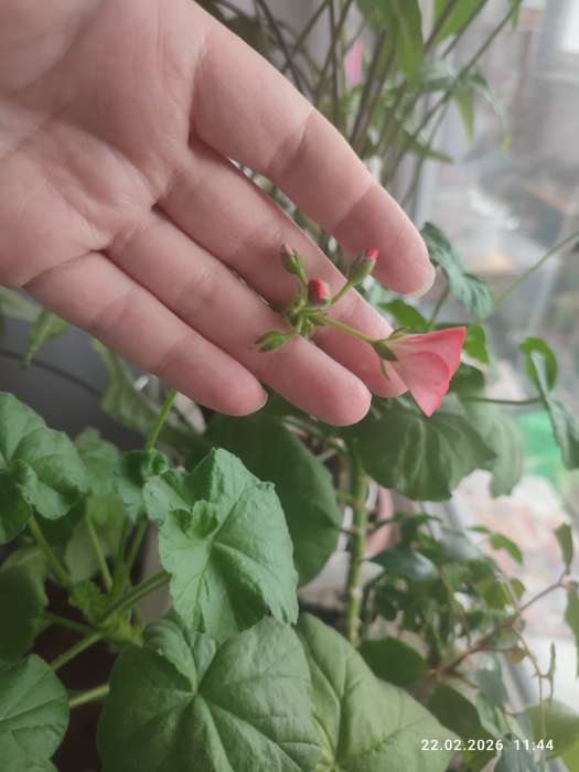 Фотография покупателя товара Семена цветов Пеларгония «Пинто Скарлет Стар», F1, 4 шт., «Агроуспех» - Фото 3