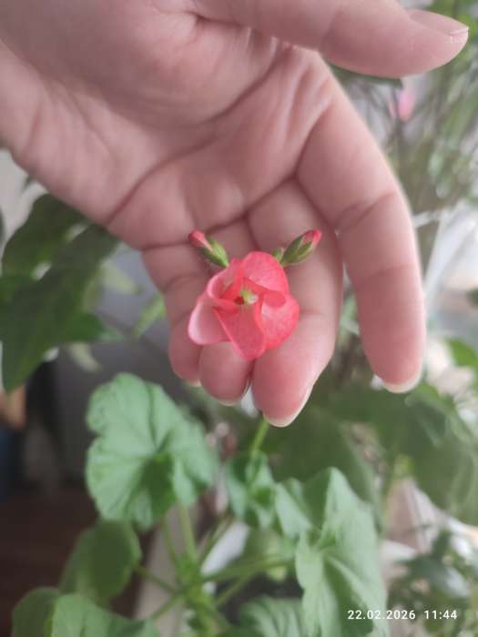 Фотография покупателя товара Семена цветов Пеларгония «Пинто Скарлет Стар», F1, 4 шт., «Агроуспех» - Фото 2