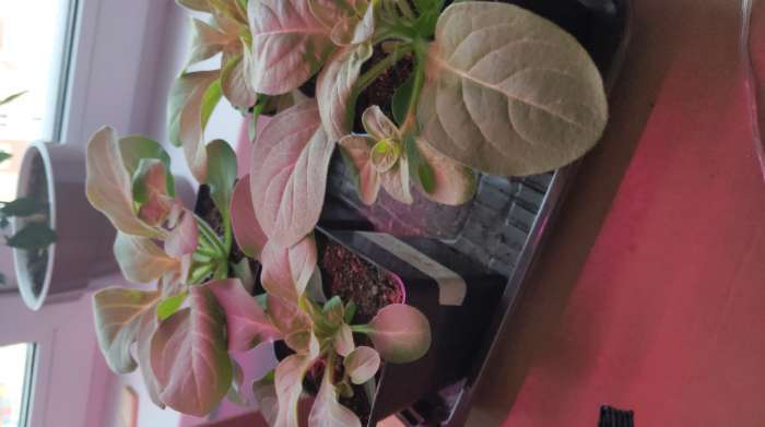Фотография покупателя товара Семена цветов Петуния  Махровая Каскадная Блю&Орхид F1, смесь, О, 10шт
