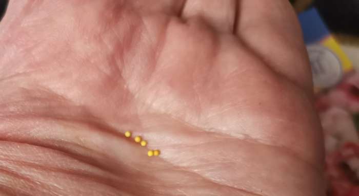 Фотография покупателя товара Семена цветов Глоксиния "Брокэйд", F1, 5 шт. - Фото 2