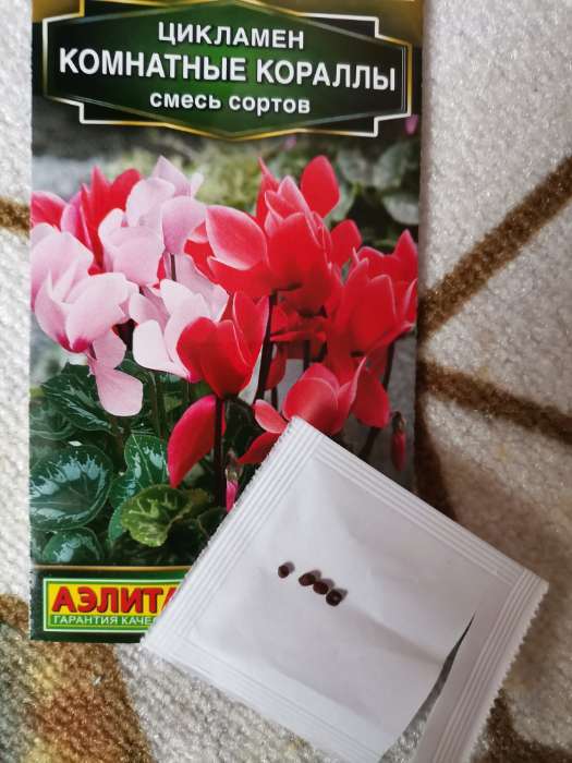 Фотография покупателя товара Семена Цветов Цикламен "Комнатные кораллы", смесь сортов, 3 шт - Фото 1