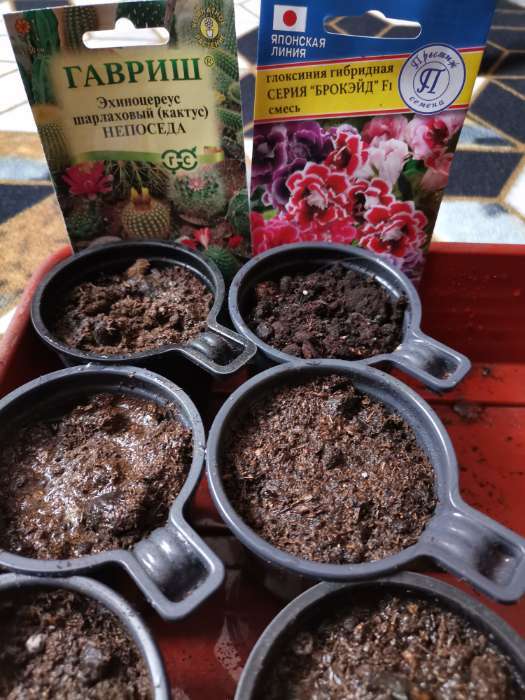 Фотография покупателя товара Семена Цветов Цикламен "Комнатные кораллы", смесь сортов, 3 шт - Фото 2