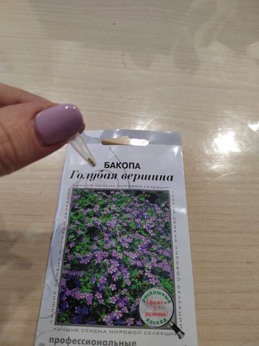 Фотография покупателя товара Семена цветов Бакопа "Голубая вершина", 3 шт - Фото 4