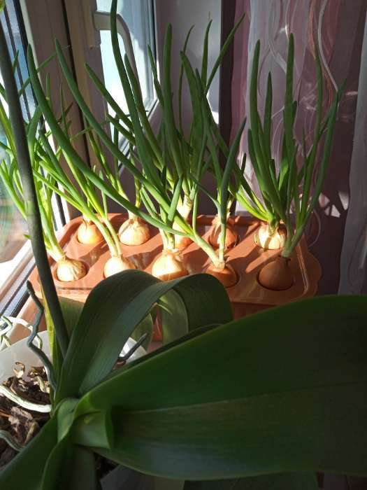 Фотография покупателя товара Лоток для выращивания зелёного лука, 29 × 16 × 8.5 см, 10 лунок, терракотовый - Фото 7