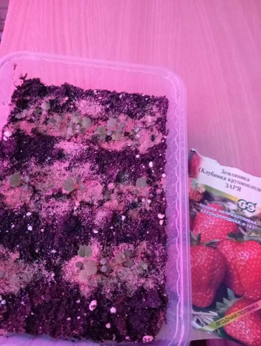 Фотография покупателя товара Семена Земляника (клубника крупноплодная) «Заря», 0.01 г, «Гавриш» - Фото 1