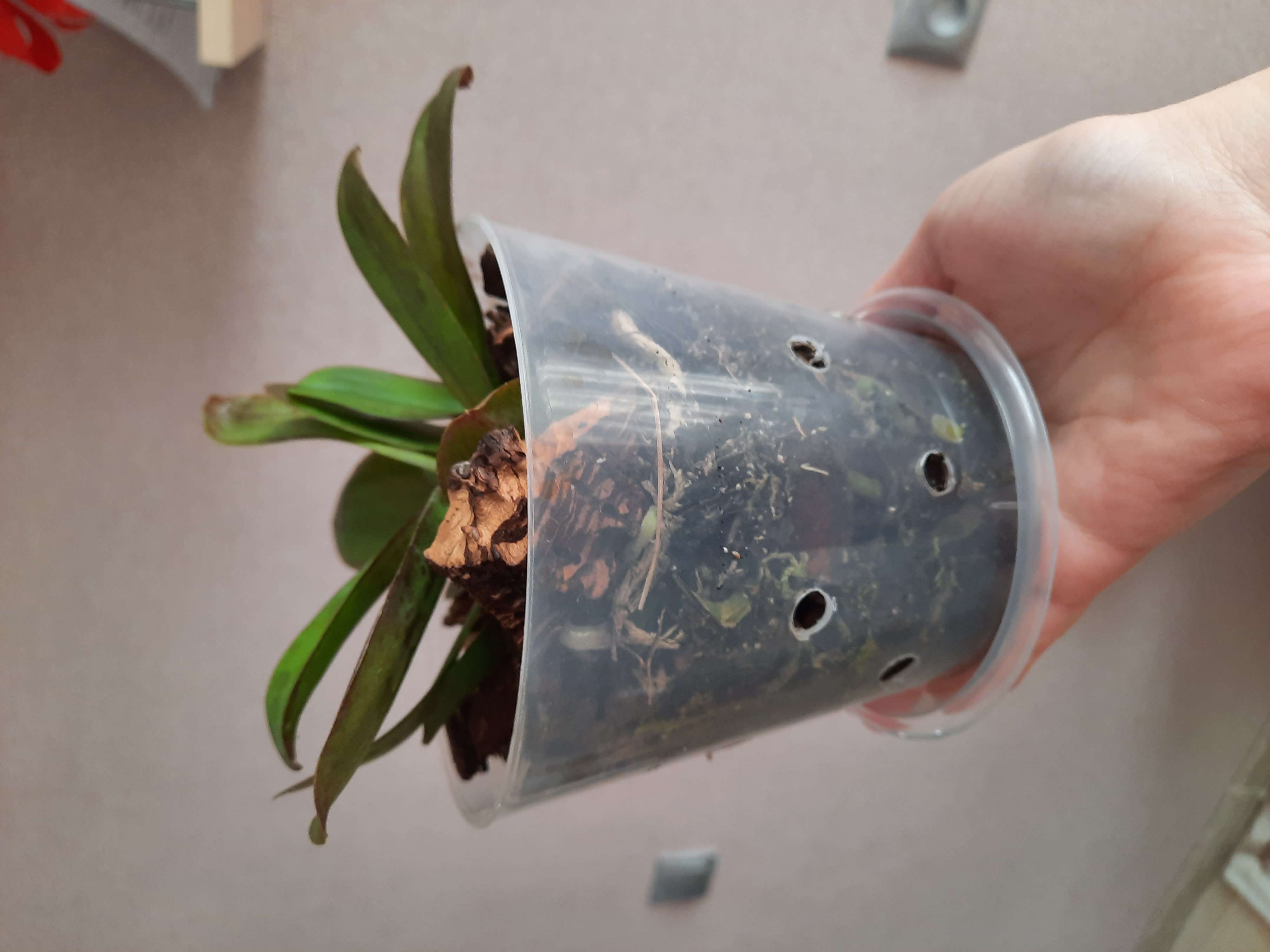 Фотография покупателя товара Горшок с поддоном для орхидей Доляна, 1,6 л, прозрачный - Фото 10