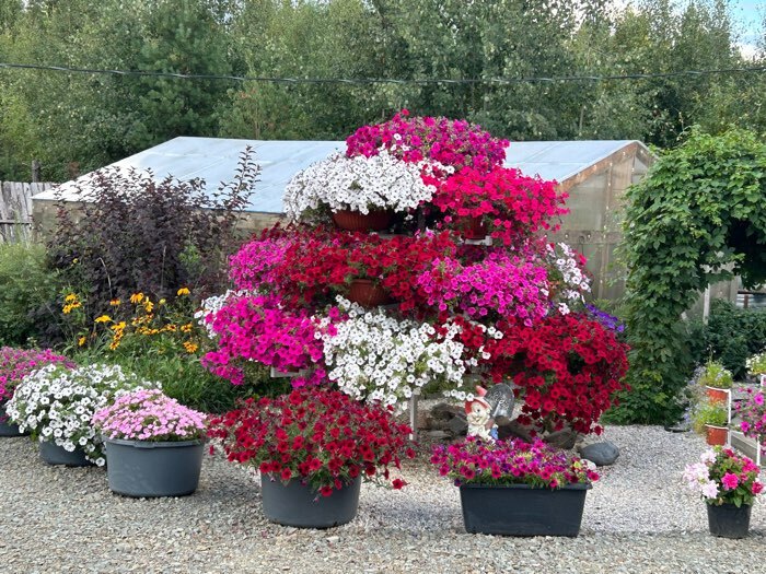 Фотография покупателя товара Кашпо-миска для цветов IDEA «Ливия», d=30 см, 4 л, пластик, коричневое - Фото 1