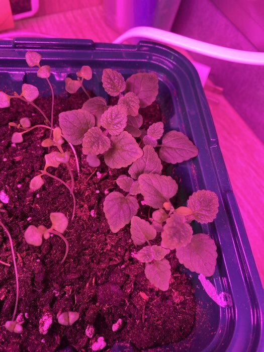 Фотография покупателя товара Семена Мелисса лекарственная «Мандариновый аромат», 5 шт., «Аэлита» - Фото 1