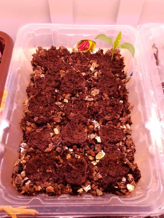 Фотография покупателя товара Семена Перец сладкий "Сибирский Экспресс", Сем. Алт, ц/п, 0,1 г - Фото 2