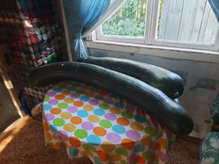 Фотография покупателя товара Семена Тыква мускатная Семейная, 5шт - Фото 1