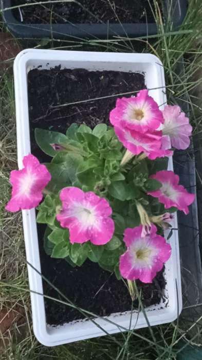 Фотография покупателя товара Семена цветов Петуния "Мамбо", F1, розовое утро, многоцветковая, пробирка, 7 шт - Фото 1