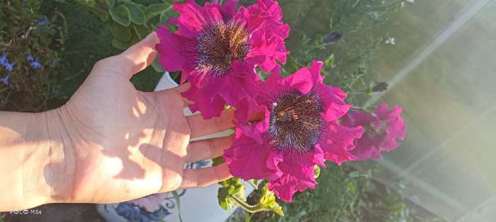 Фотография покупателя товара Семена цветов Петуния «Титан пурпуровый», бахромчатый, 7 шт., «Гавриш» - Фото 1