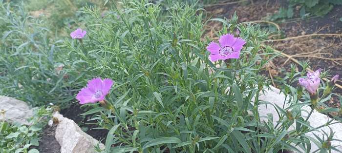 Фотография покупателя товара Семена цветов Гвоздика многолетняя лавандовая, 0,05 г - Фото 2