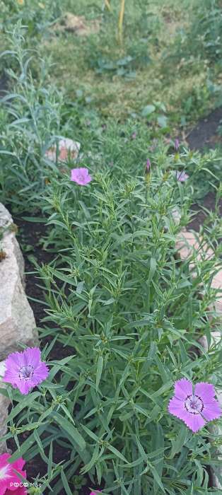 Фотография покупателя товара Семена цветов Гвоздика многолетняя лавандовая, 0,05 г - Фото 1