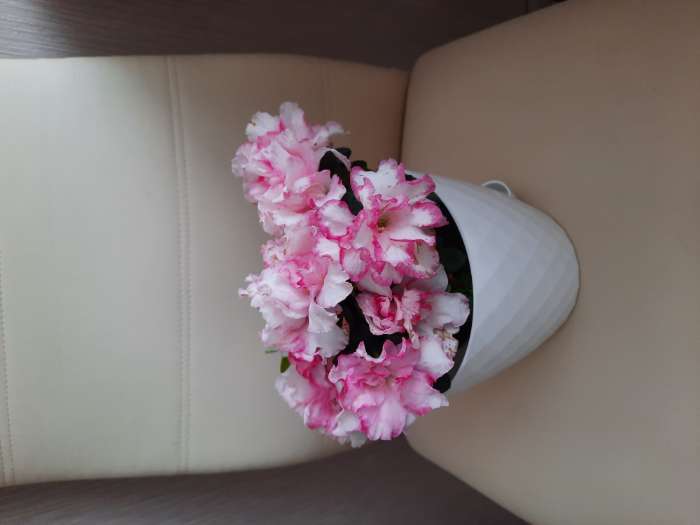 Фотография покупателя товара Горшок для цветов с прикорневым поливом «Румба», 1,5 л, цвет белый