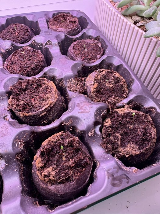 Фотография покупателя товара Таблетки торфяные, для рассады, d=3.6 см, с оболочкой, набор 50 шт. - Фото 16