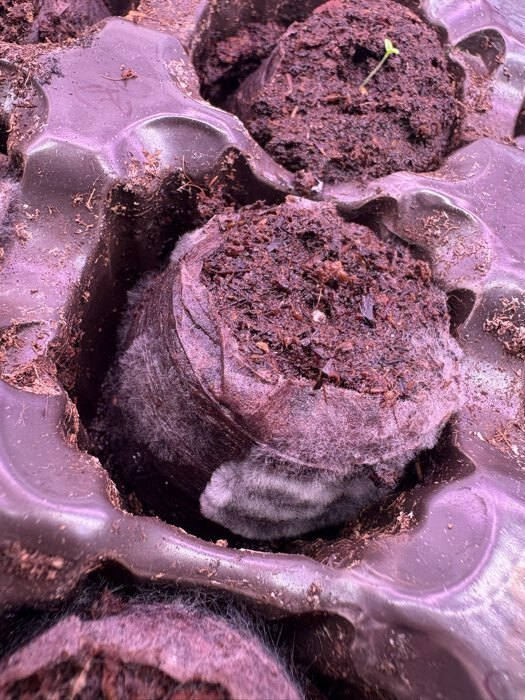 Фотография покупателя товара Таблетки торфяные, для рассады, d=3.6 см, с оболочкой, набор 50 шт. - Фото 15