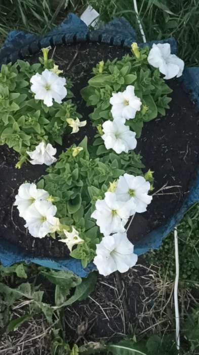 Фотография покупателя товара Семена цветов Петуния грандифлора "Аладдин Белая", 30 шт. - Фото 1