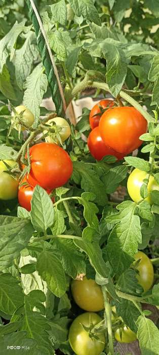 Фотография покупателя товара Семена Томат «Феня», детерминантный, низкорослый, 10 шт., «Семена Алтая» - Фото 1