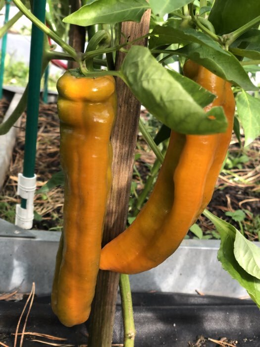 Фотография покупателя товара Семена Перец сладкий "Лисий хвост", 10 шт - Фото 5