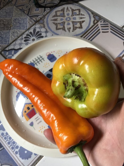 Фотография покупателя товара Семена Перец сладкий "Лисий хвост", 10 шт - Фото 2