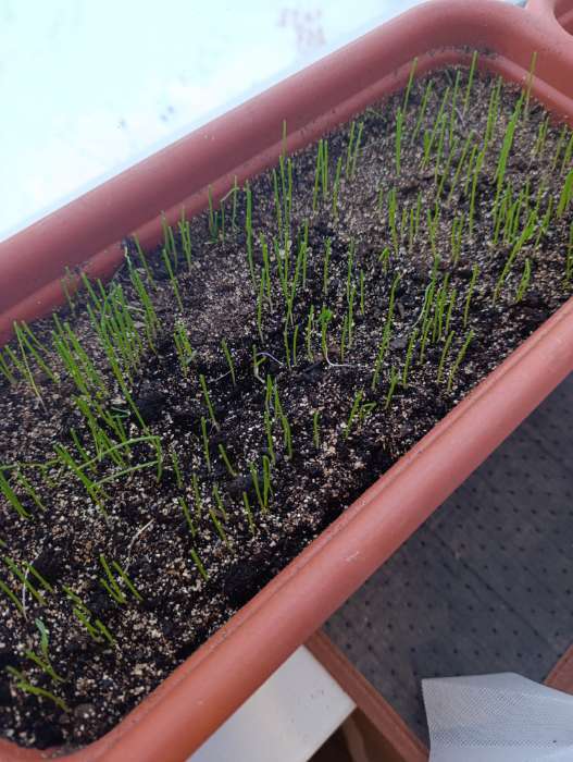 Фотография покупателя товара Семена Лук репчатый «Эксибишен», 0.2 г, «Аэлита» - Фото 1