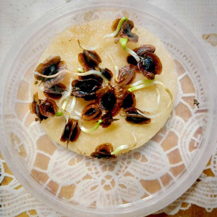 Фотография покупателя товара Семена Ревень "Дачный", ц/п, 0,5 г Н19 - Фото 1