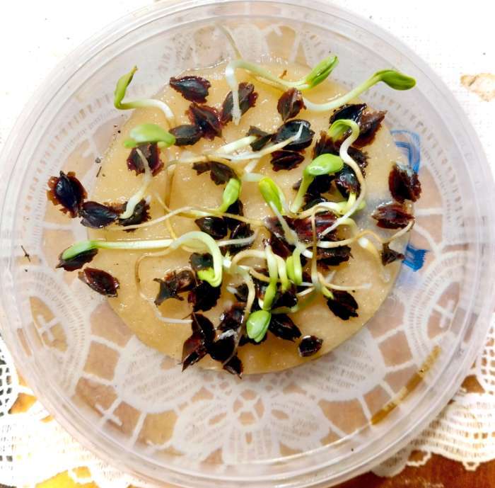 Фотография покупателя товара Семена Ревень "Виктория", 1 г - Фото 1