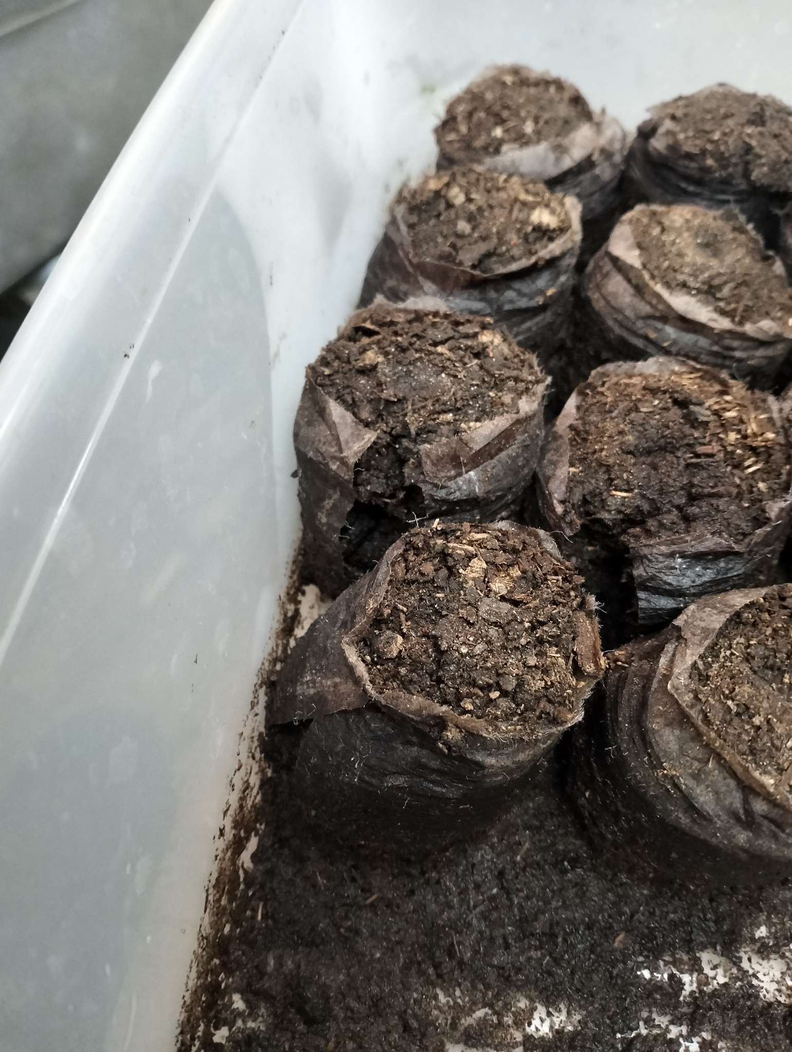 Фотография покупателя товара Таблетки торфяные, для рассады, d=3.6 см, с оболочкой, набор 50 шт. - Фото 11