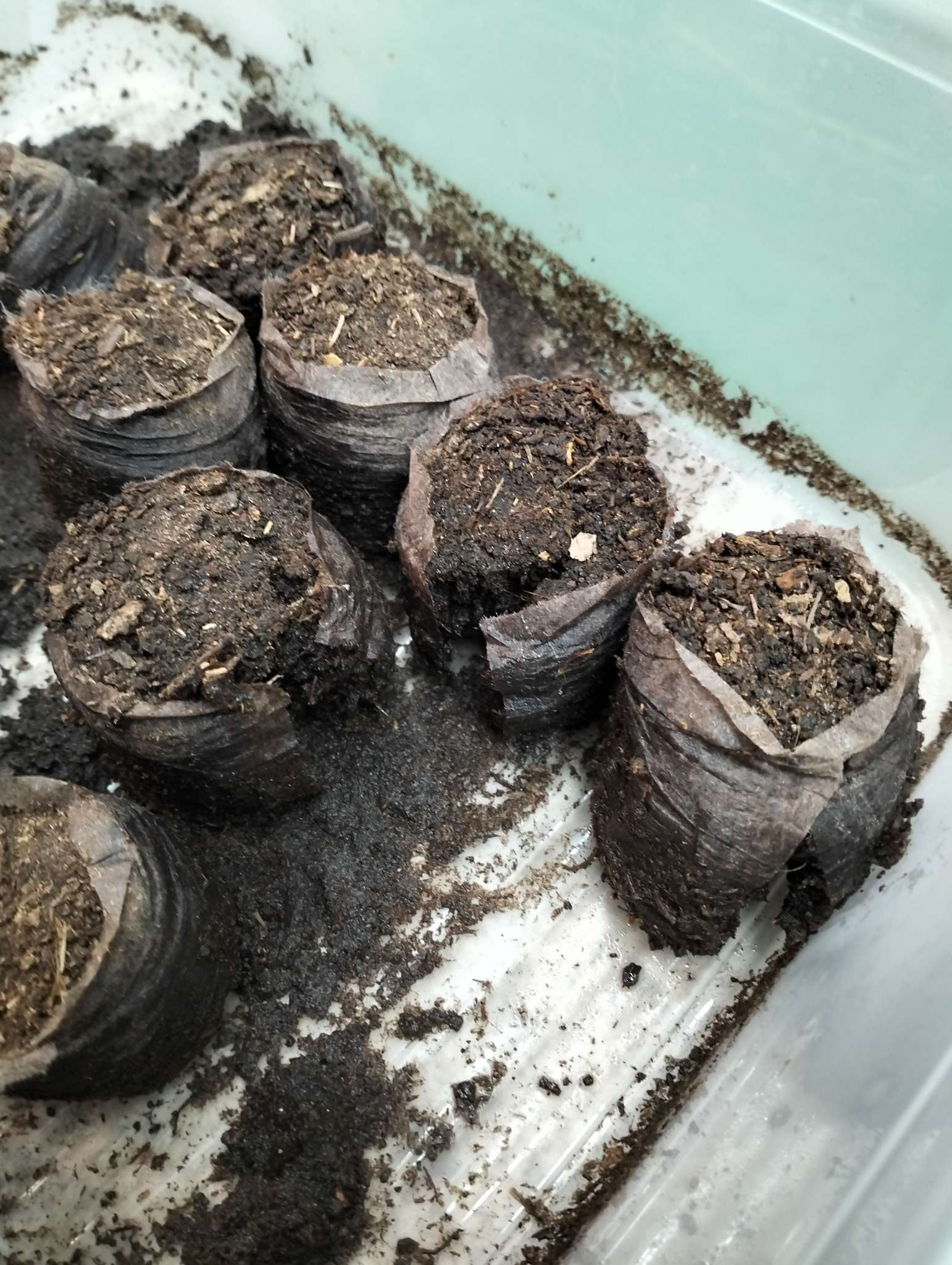 Фотография покупателя товара Таблетки торфяные, для рассады, d=3.6 см, с оболочкой, набор 50 шт. - Фото 10