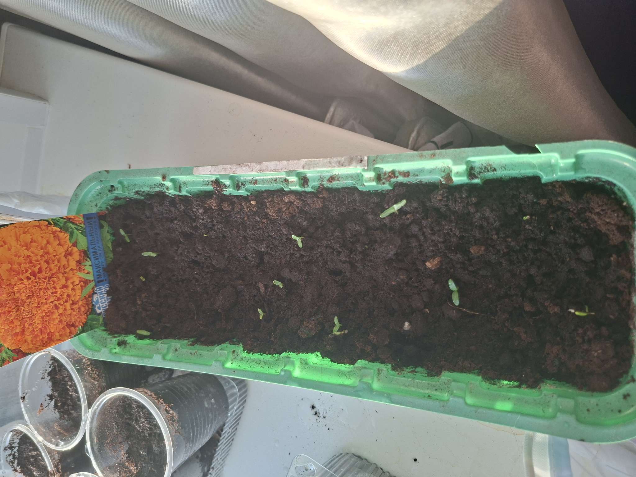 Фотография покупателя товара Семена цветов Бархатцы прямые (Тагетес) «Янтарь», ц/п, 30 см, 0.1 г - Фото 2