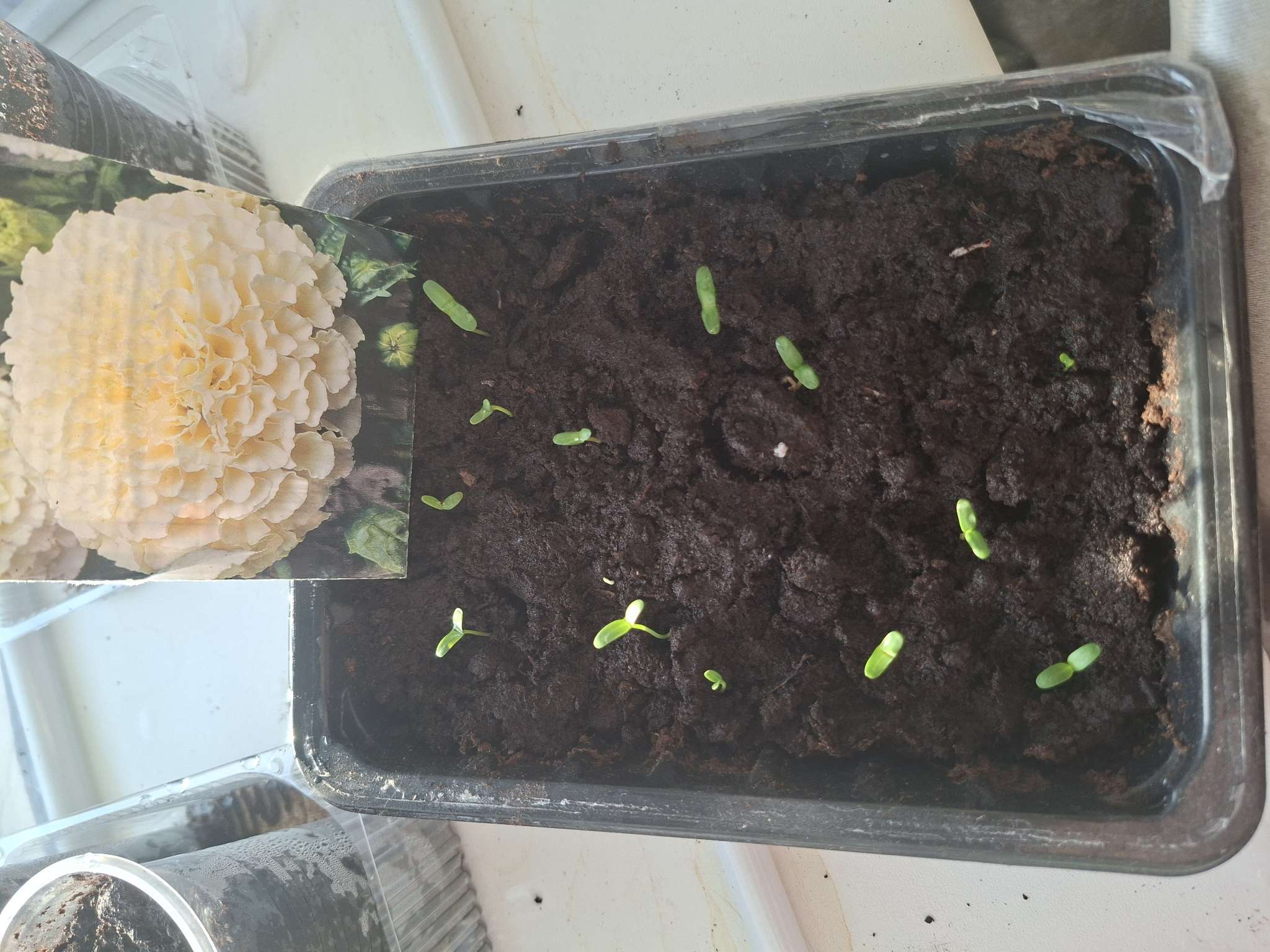 Фотография покупателя товара Семена цветов Тагетес, бархатцы прямые «Килиманджаро», F1, 0.05 г, «Гавриш» - Фото 2