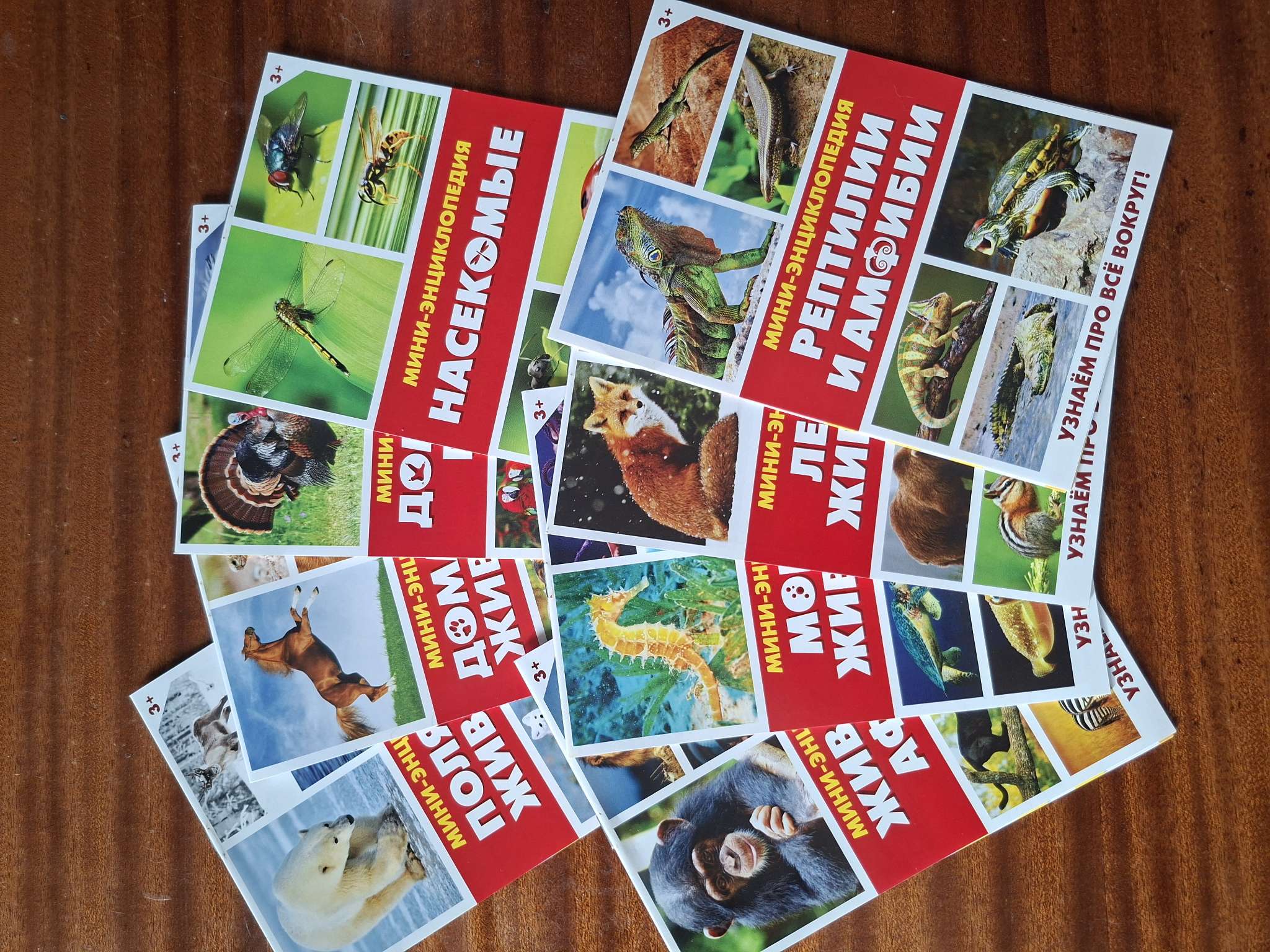 Фотография покупателя товара Мини - энциклопедии «Мир животных», 8 шт. по 20 стр. - Фото 1